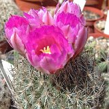 Rapicactus booleanus ©JLcoll.4390.jpg